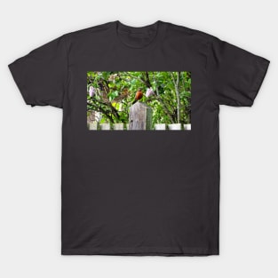 American Robin Standing On Top of a Post T-Shirt